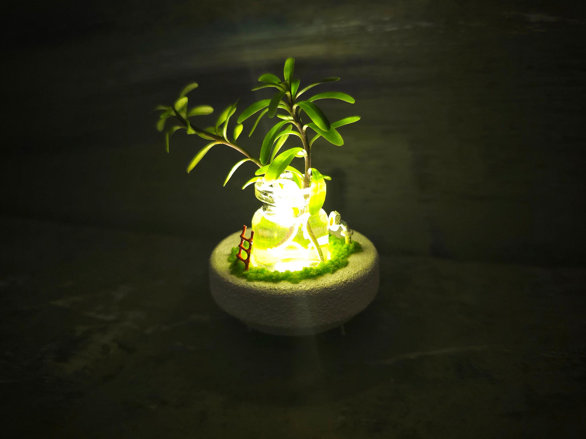 Plant mini | 5枚目
